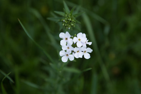 white flowers on the field in spring
