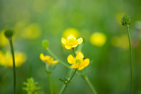 yellow flowers on the field in springの写真素材