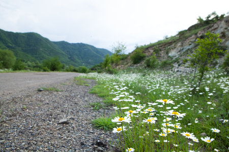 daisies on the field in springの写真素材