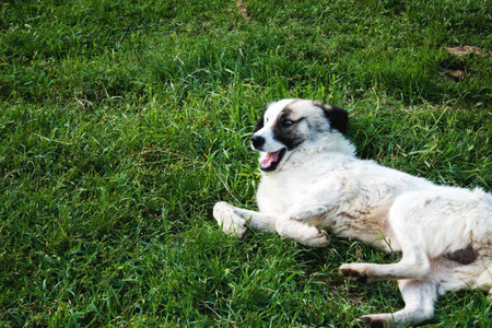 semi-white dog on the field in spring