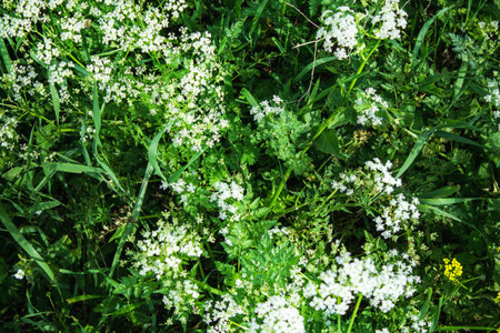 wild white flower on the fieldの写真素材