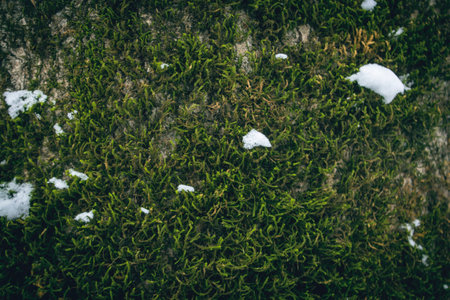 moss on a tree trunk as background