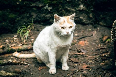 white domestic cat in the forestの写真素材