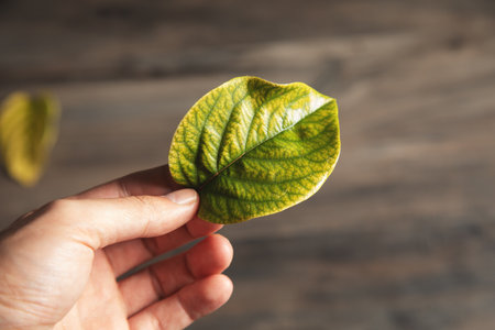 a man holding a leaf of a tree
