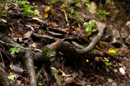 thin tree roots in the forestの写真素材