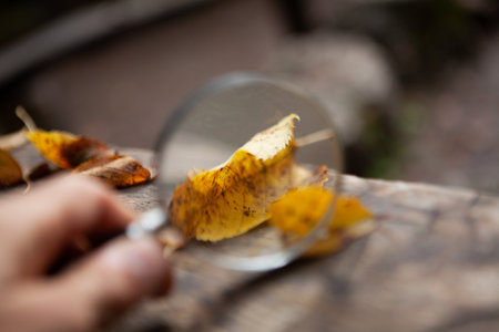 magnifying glass looks at autumn leavesの写真素材