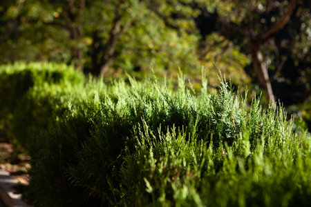 decorative green bush in the yard