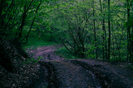 dirt road going through the forestの写真素材