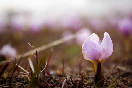 mountain snowdrops grew in spring