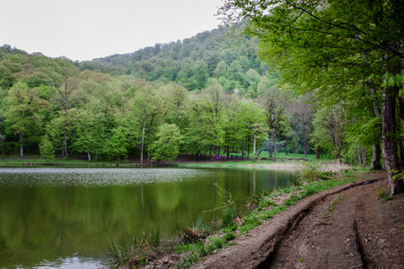 trees are reflected in the forest lake