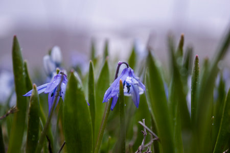 blue snowdrops grew in spring
