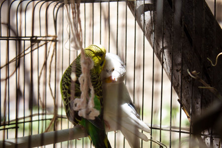 A couple of budgies kissing in a cage