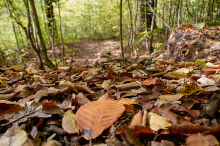 Autumn leaves in the forest as background