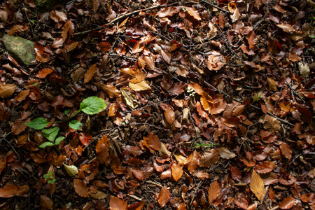 Autumn leaves in the forest as backgroundの写真素材