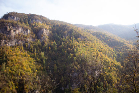 Forest on the mountains during the day