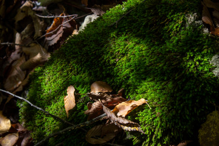 Moss sprouted on a tree in the forest in autumnの写真素材