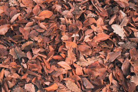 Autumn brown leaves as background