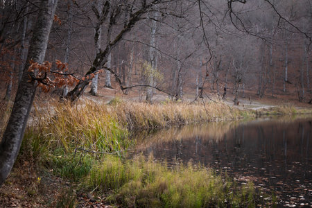 Forest on the lake in late autumnの写真素材
