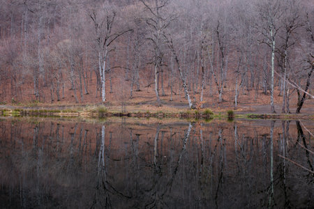 Forest on the lake in late autumnの写真素材