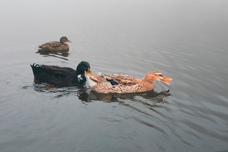 Ducks swim in the lake in winterの写真素材