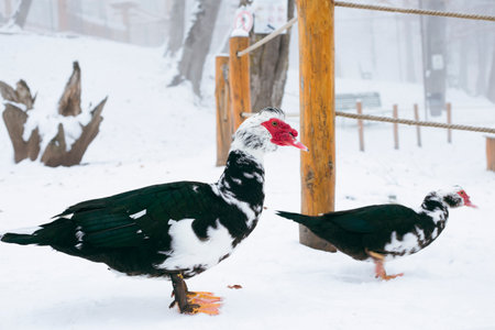 Muscovy duck standing in the snowの写真素材