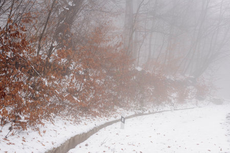 Snowy road in winter passes through a foggy forestの写真素材