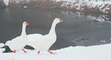 Geese on the lake in winterの写真素材