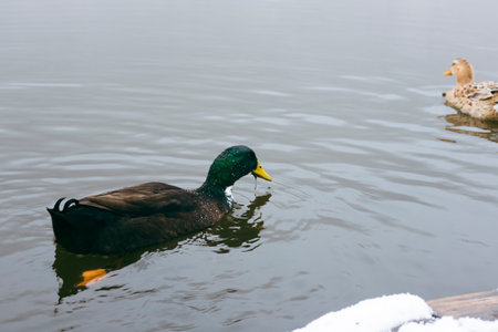 Ducks swim in the lake in winterの写真素材