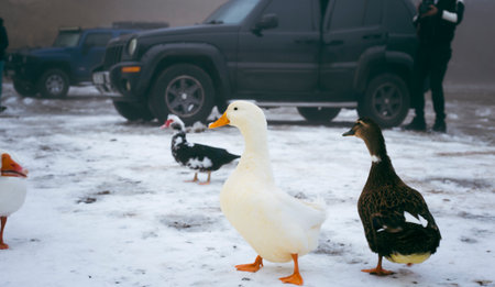 Ducks walk in the snow in winterの写真素材