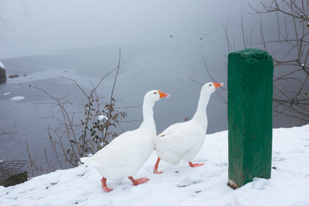 Geese on the lake in winter