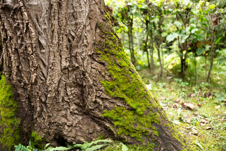 green tree trunk in forest, close upの写真素材