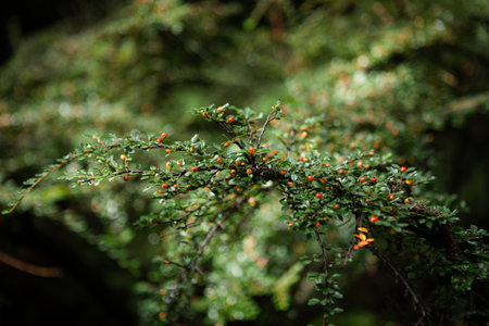 beautiful botanical shot, natural wallpaper
