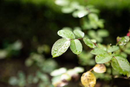 green leaves in the gardenの写真素材