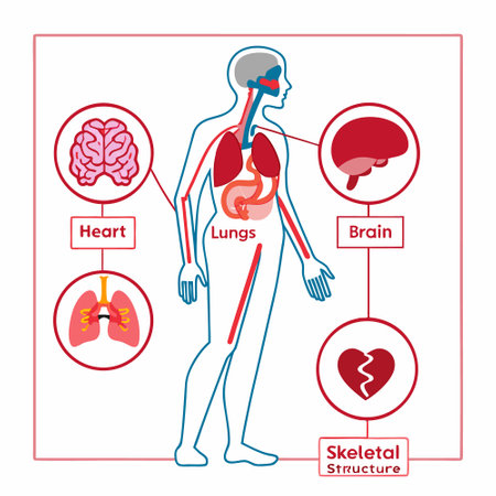 Human body anatomy vector illustration. Internal organs of the human body.のイラスト素材