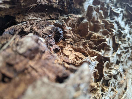 wood cavernously weathered