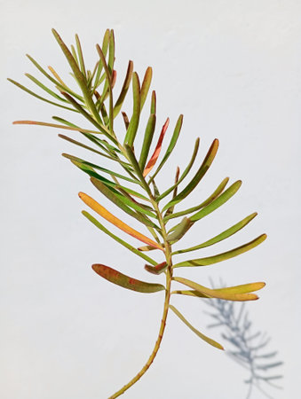 A branch of himalyan wild grass with shadow on a white background.