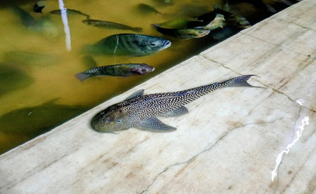 Stone Fish in Braham kund lake pond in the town of Pushkar Rajasthan India