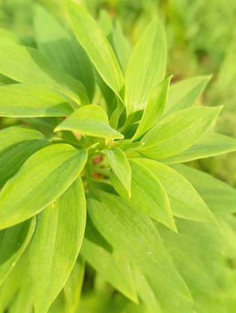 Green leaves layered spirally in visually appealing manner, closeup of photo