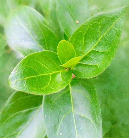Close up of fresh green leaves in the garden. Natural background.
