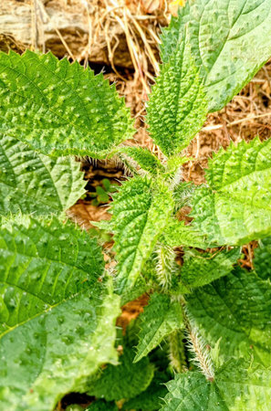 Stinging nettle (Urtica dioica)
