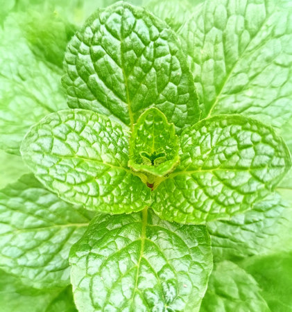 Peppermint plant in the garden. Mint leaves macro closeup texture background.