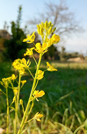 Mustard blossoms on a field in the countryside of India, Himalayas, uttrakhand