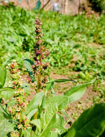 Spinach plant with flowers in the vegetable garden. Selective focus.の写真素材