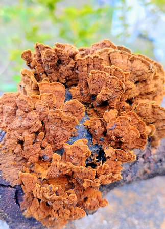 Close up of a brown mushroom on a tree stump in the forest