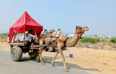 Camel carriage on the road in pushkar fair Jaipur, Rajasthan, India