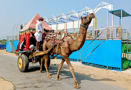 A man rides a camel taxi in pushkar town Jaipur, Rajasthan, India.