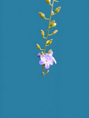 Purple flower on a blue background. Minimalist style.