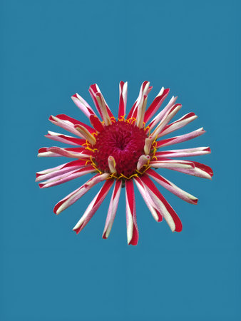 Red and white chrysanthemum flower on blue background.
