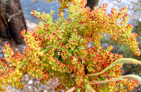 Closeup of red and yellow flowers on a Himalayan wild tree riversideの写真素材