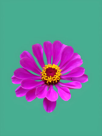Pink zinnia flower isolated on green background with clipping path.